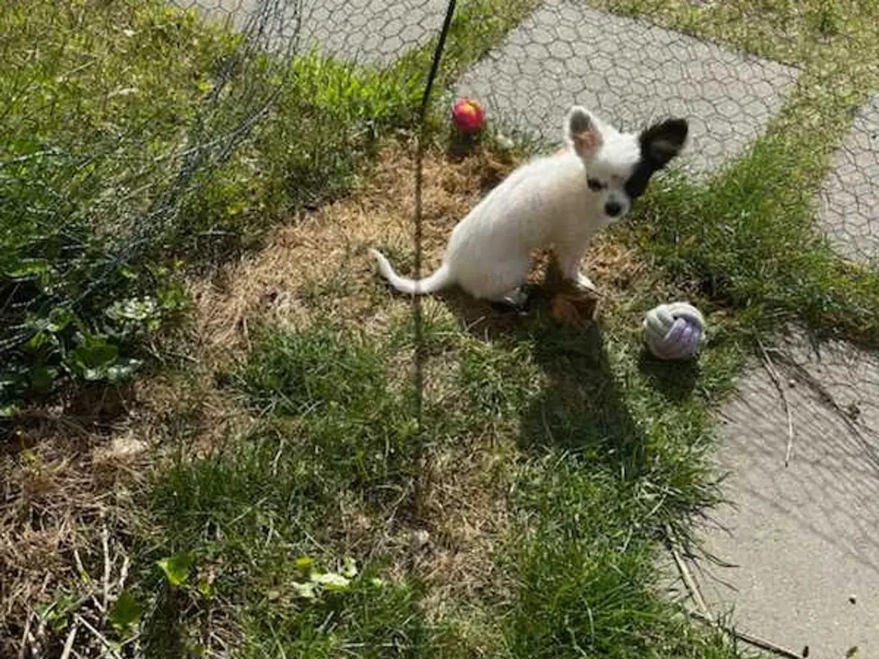 Billede 2 - Chihuahua pige 