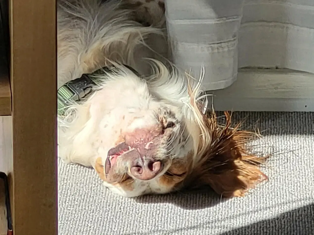 Billede 3 - Engelsk setter hund 