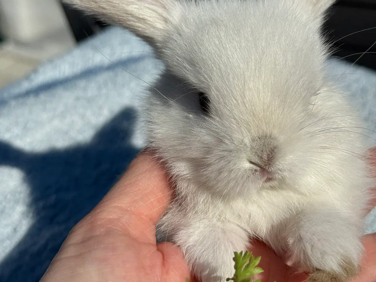 Billede 6 - Mini lop