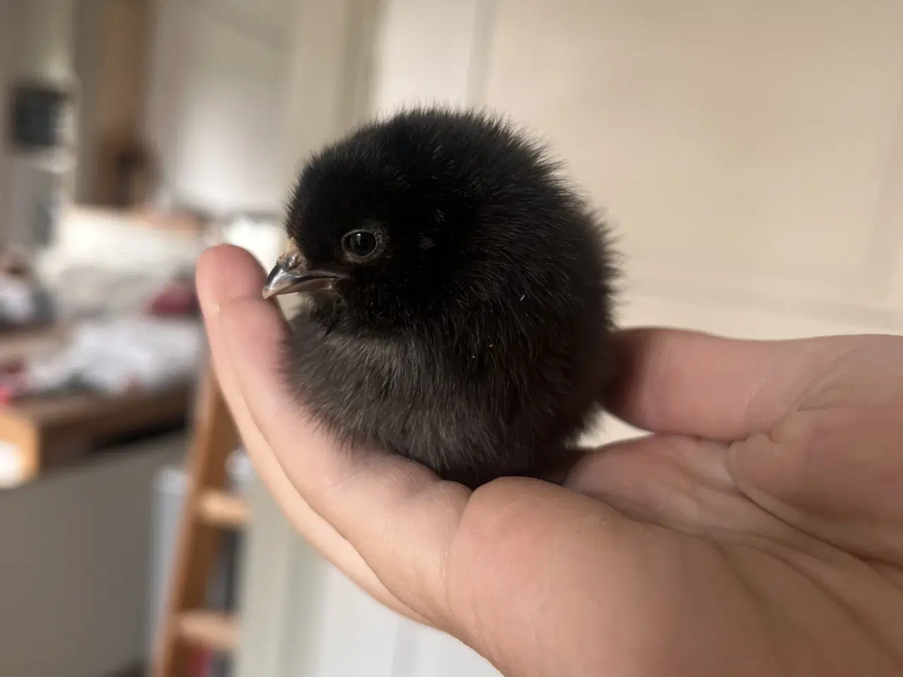 Billede 7 - Søde små kyllinger 