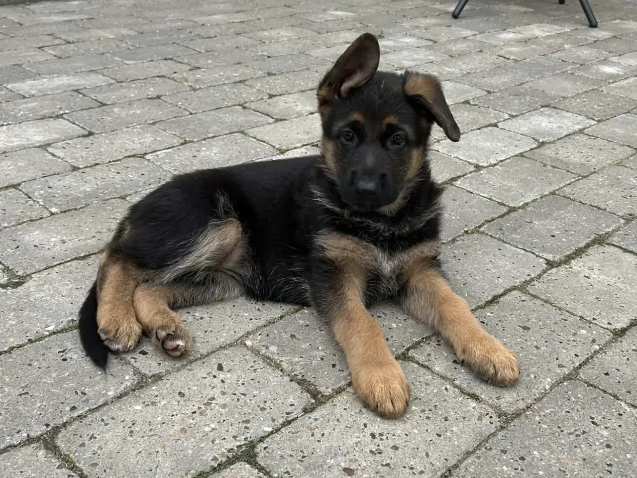 Billede 1 - Charmerende schæfertævehvalp