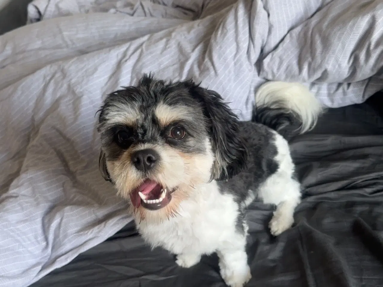 Billede 6 - Shih tzu/ Bomuld hvalpe 