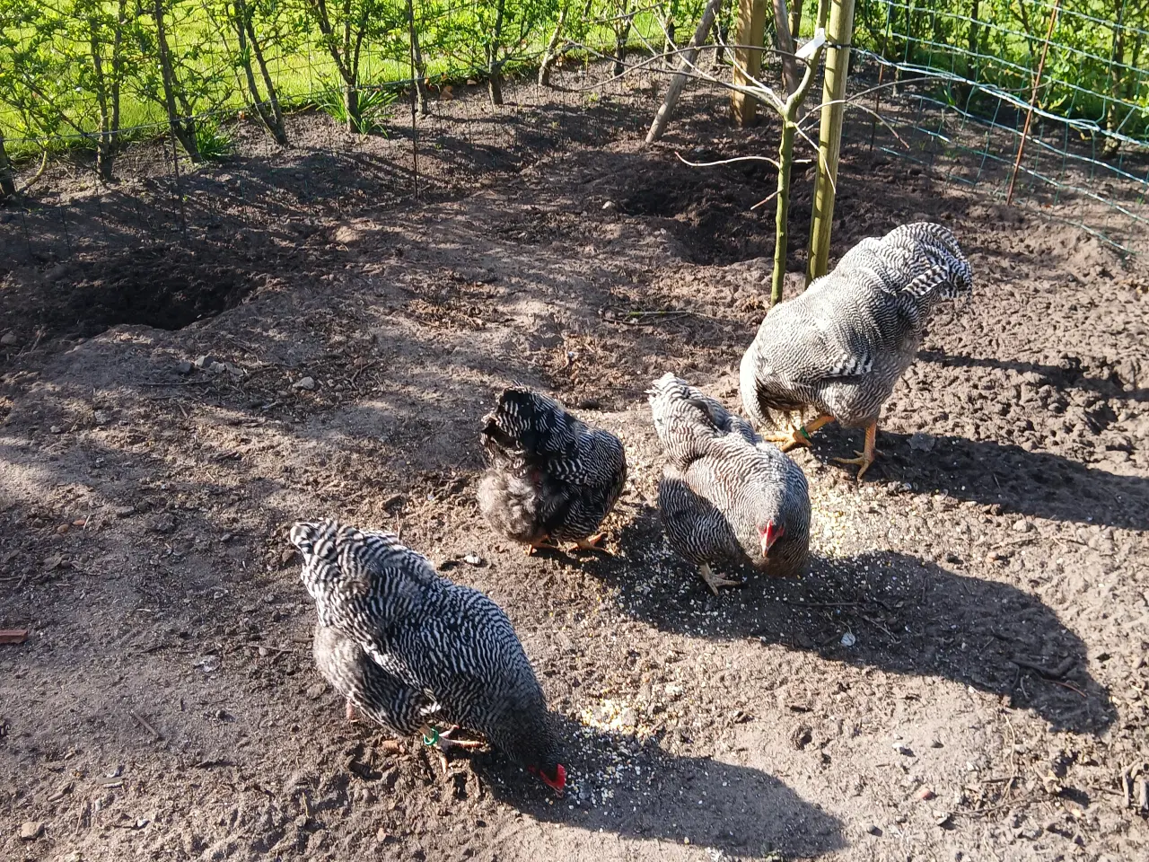 Billede 1 - Tværstribet Plymout Rock 