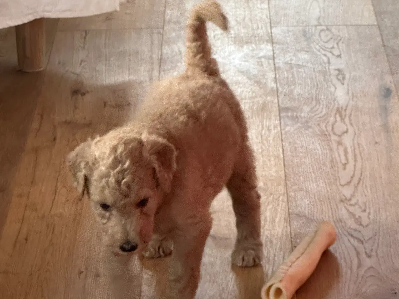 Billede 2 - Søde 🐶 hvalpe Golden og Labradoodle til salg