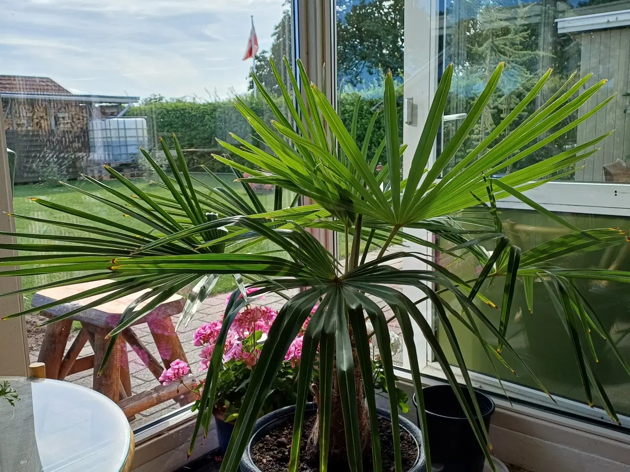 Billede 1 - Palme