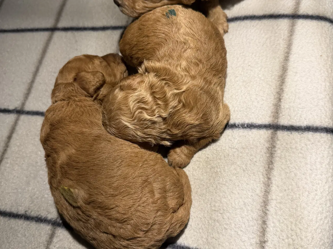 Billede 11 - 🐾maltipoo miniature 🩷februar 💙marts 🐾