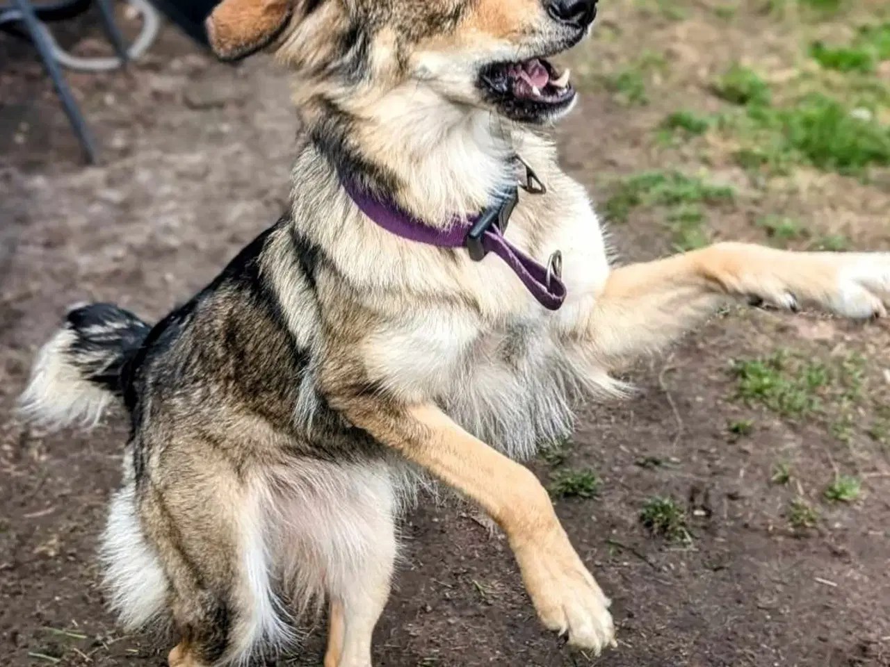 Billede 10 - Golden retriever mix 