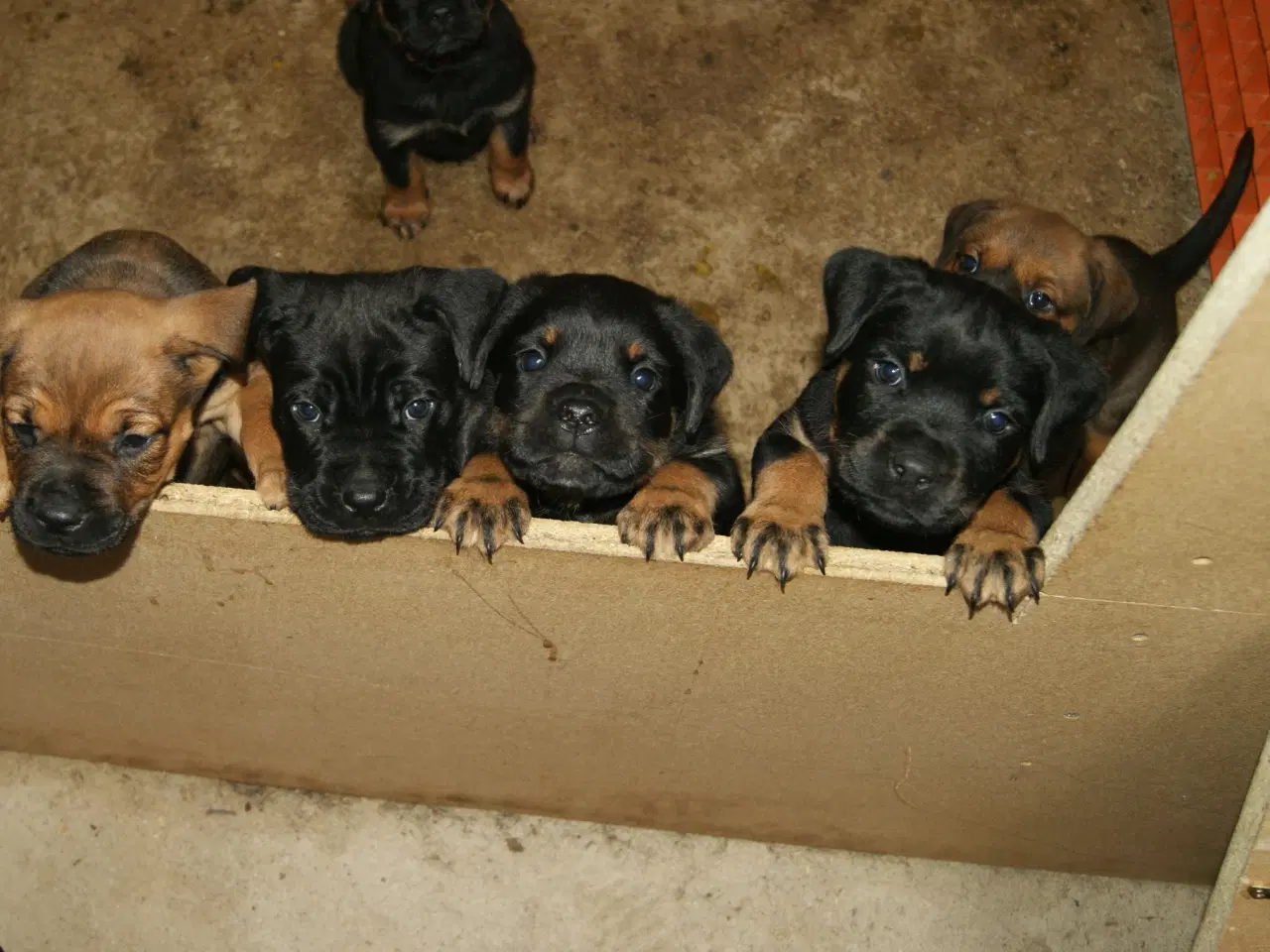 Billede 5 - Cane Corso Italiano 7 ugers.