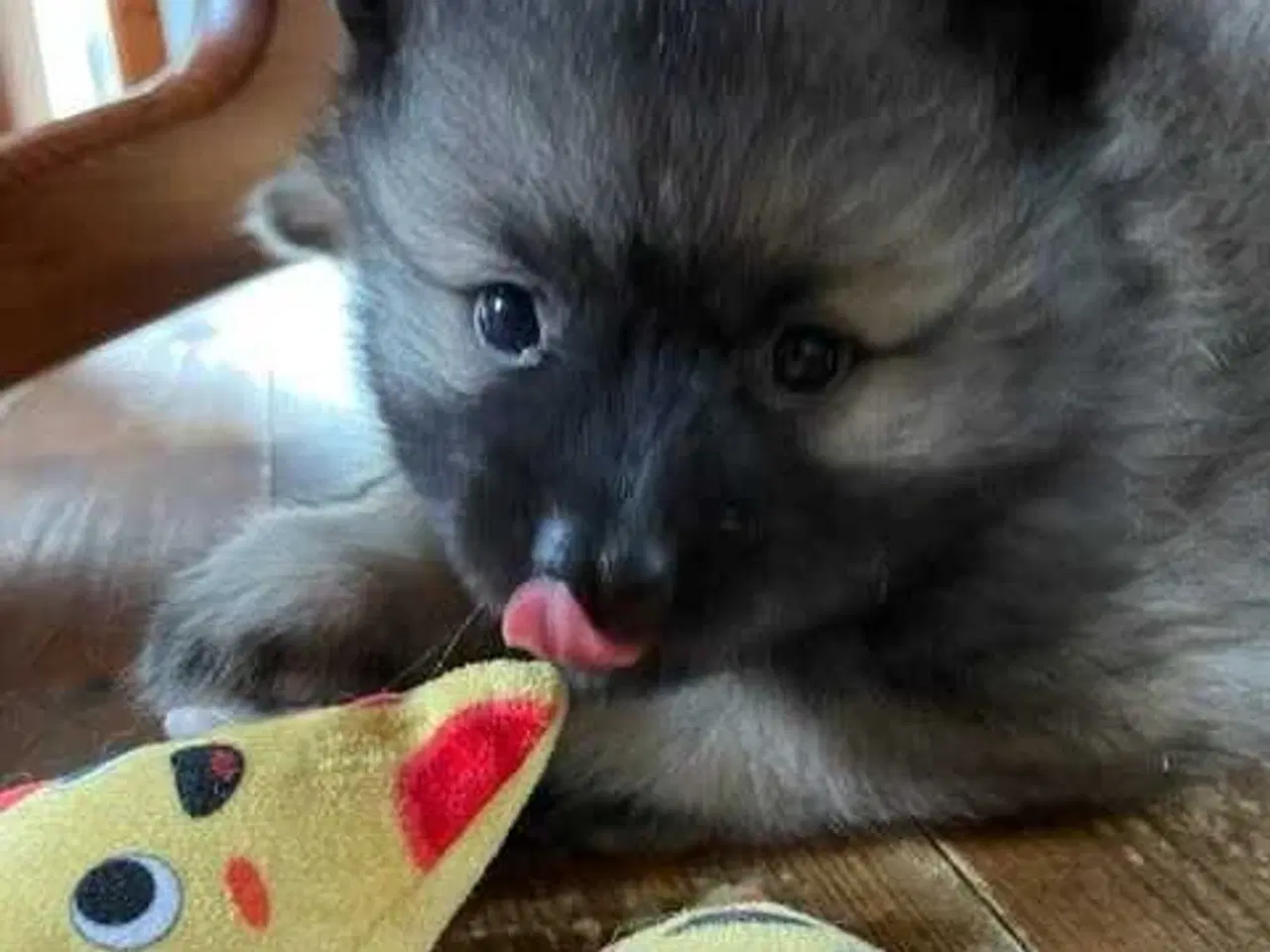 Billede 13 - Keeshond hvalpe