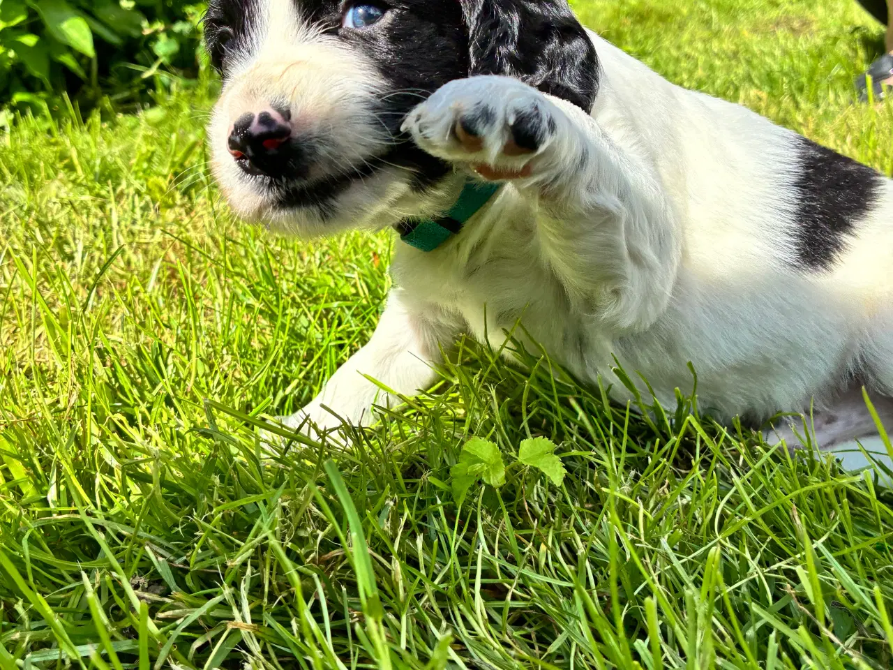 Billede 6 - F.t springer/F.t cockerspaniel 