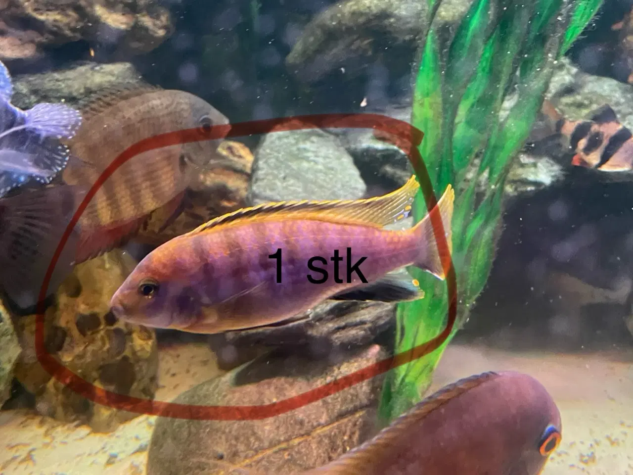 Billede 3 - Store akvariefisk m. Mad