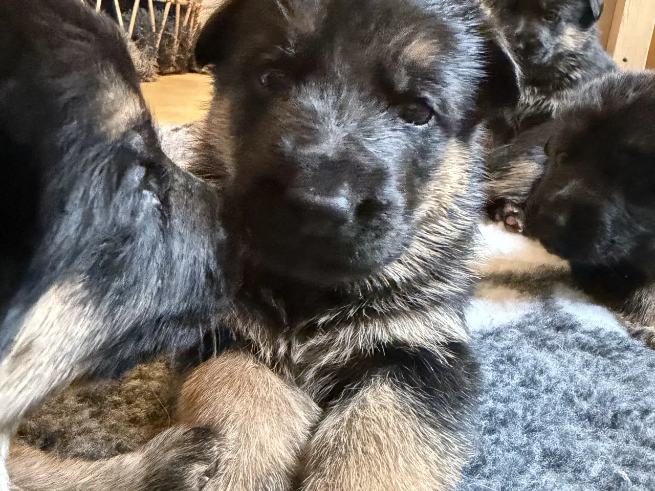 Billede 2 - Schæfer