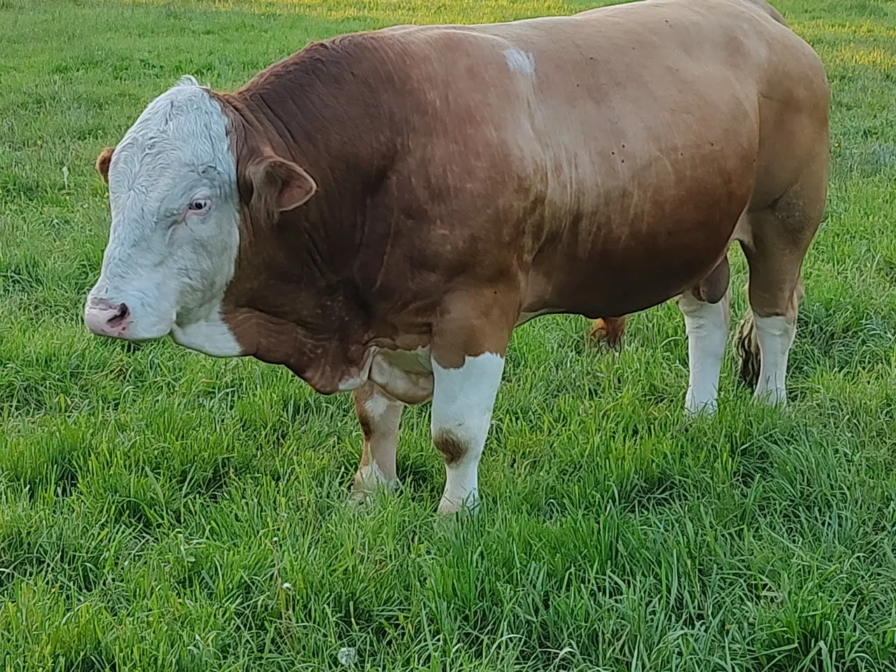 Billede 3 - Simmentaler Tyr 