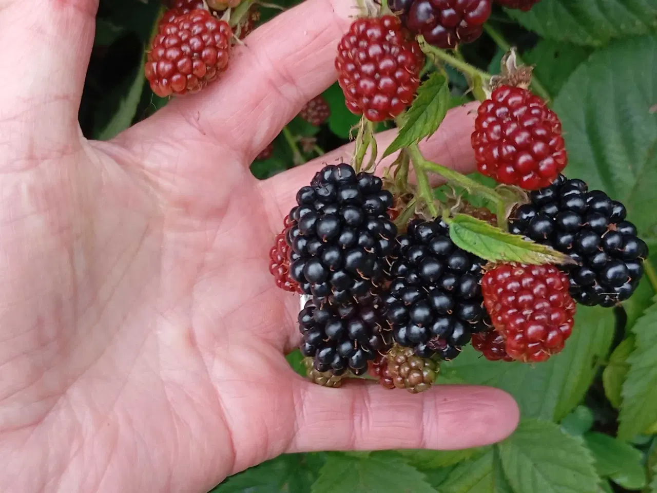 Billede 4 - Brombær Tornfri