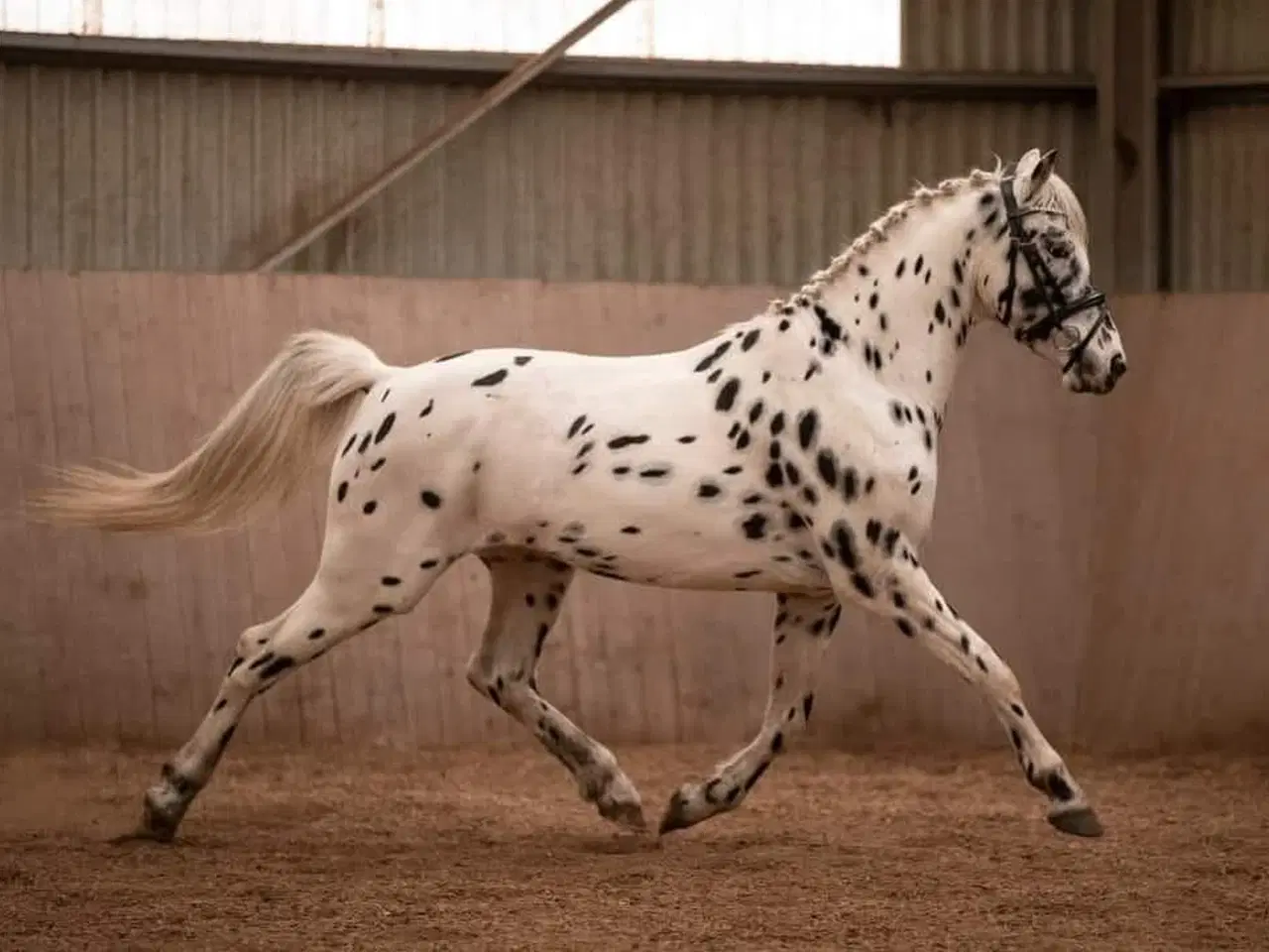 Billede 6 - Max 1'er pony