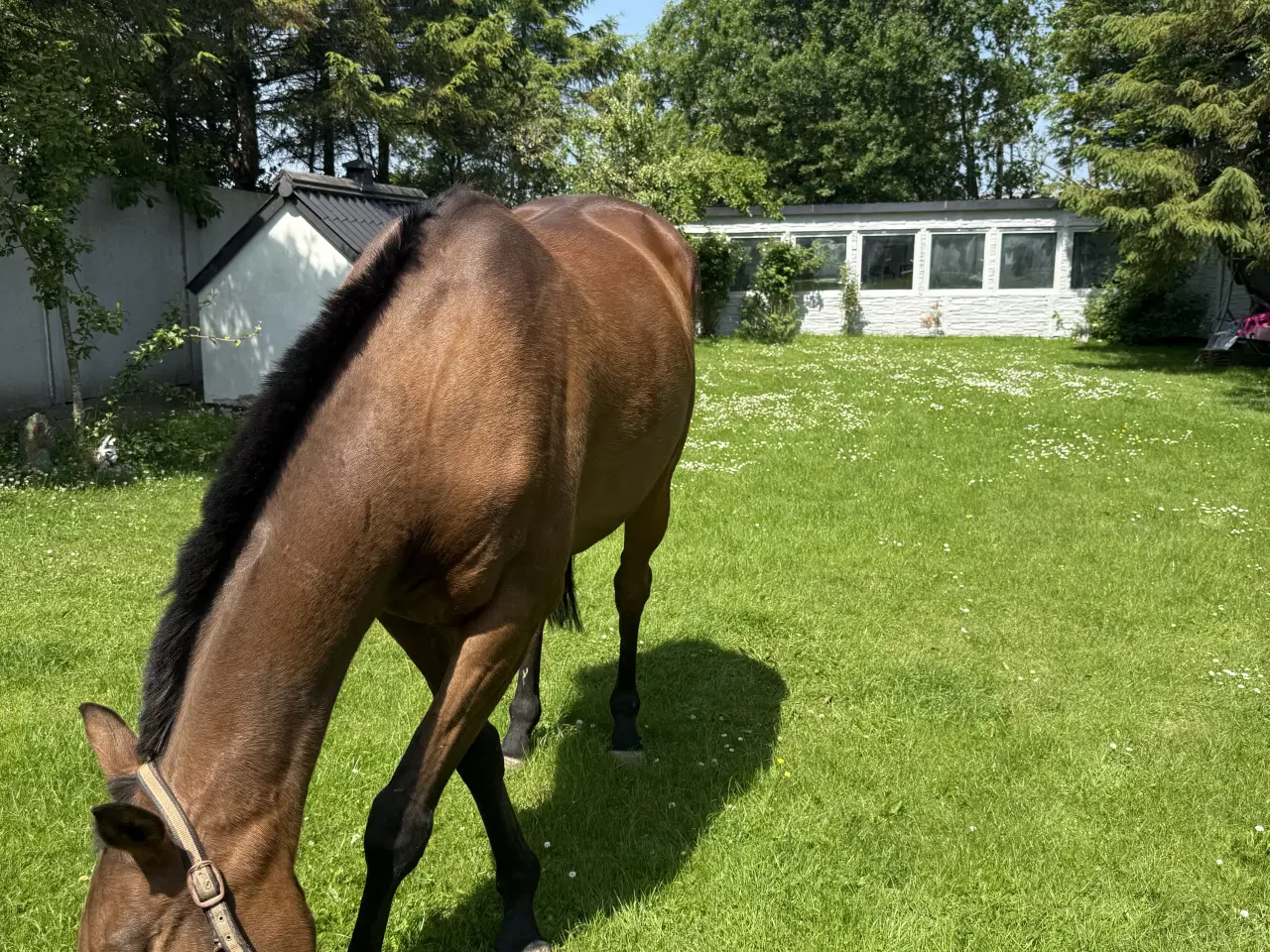 Billede 2 - Kærlig hest søger hjem 