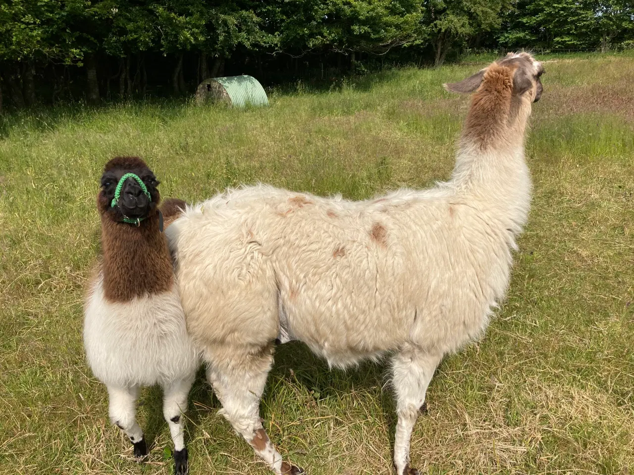 Billede 3 - Lama hingst 