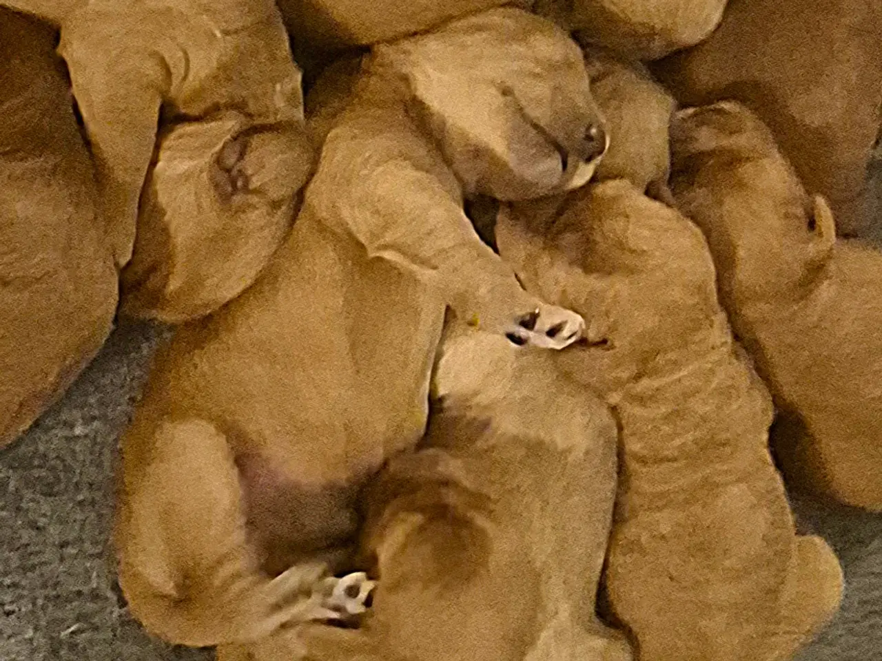 Billede 2 - Mellem doodle hvalpe 