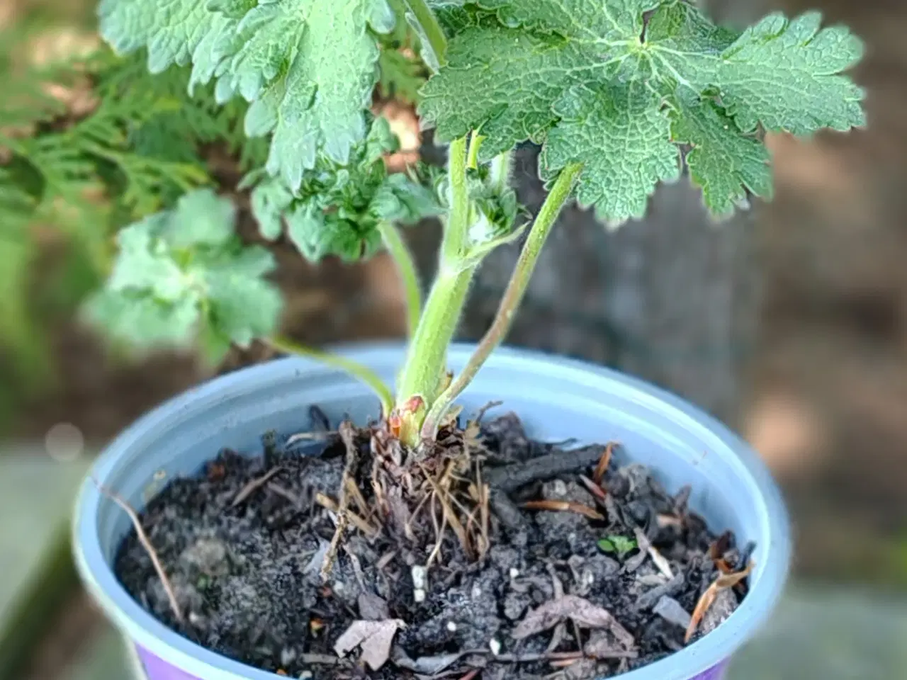 Billede 2 - Lilla geranium i potte 