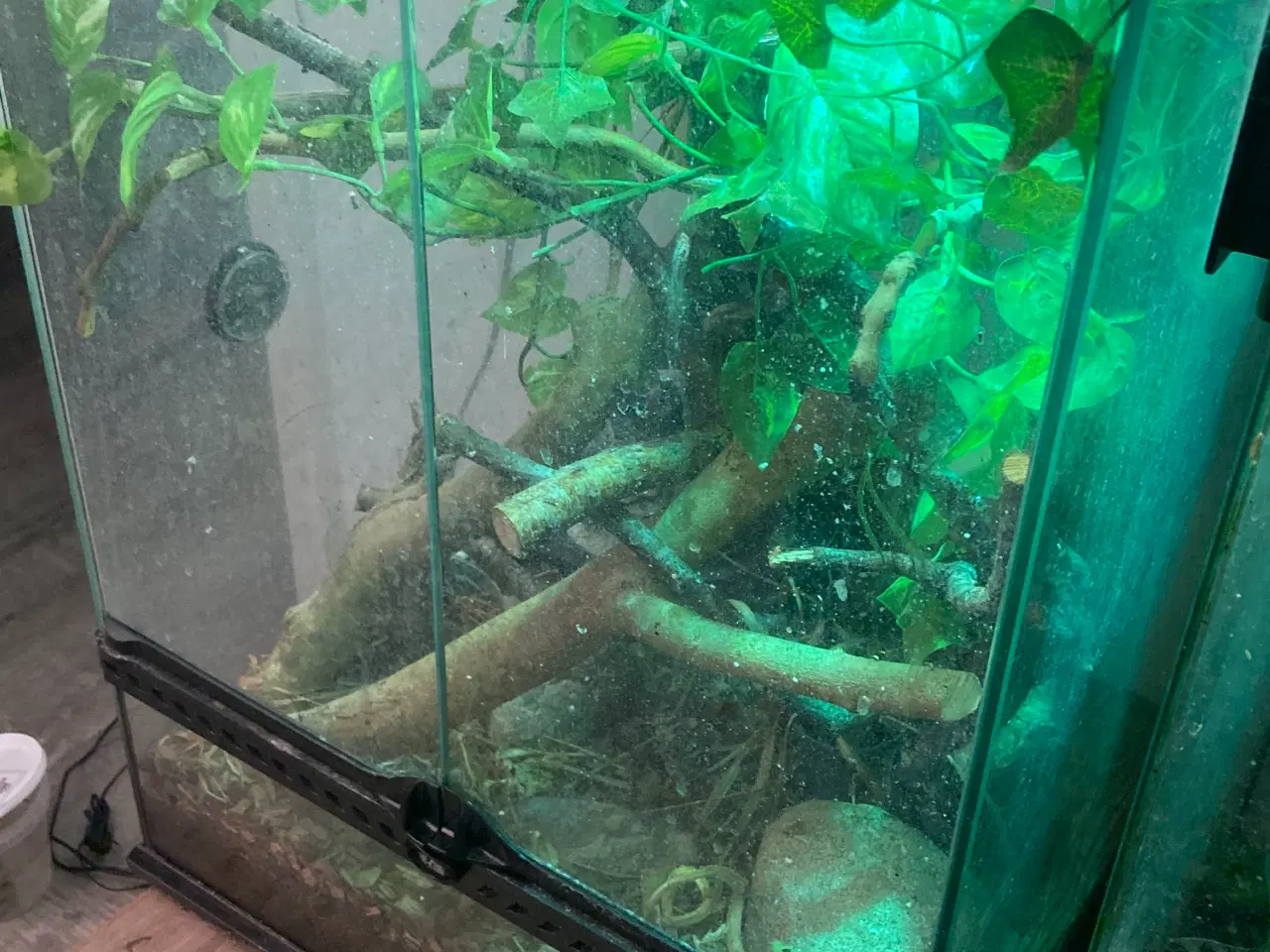 Billede 5 - Grøn Anolepar med udstyr