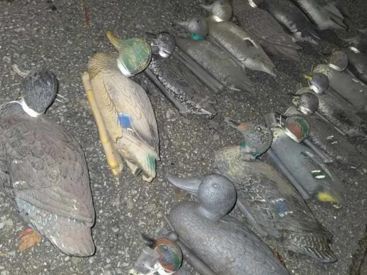 Billede 1 - 22 blandede lokkeænder – Rigget og klar til jagt