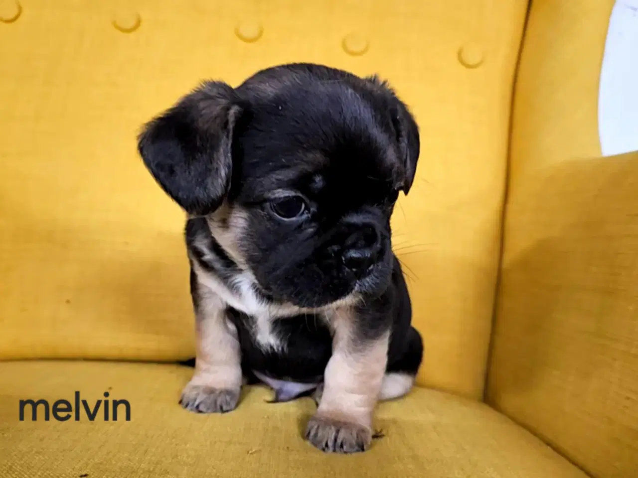 Billede 5 - Søde og vel socialiserede hvalpe.