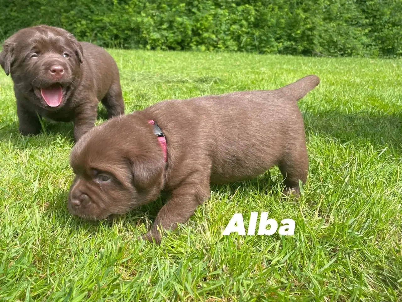 Billede 2 - Lækre brune Labrador hvalpe