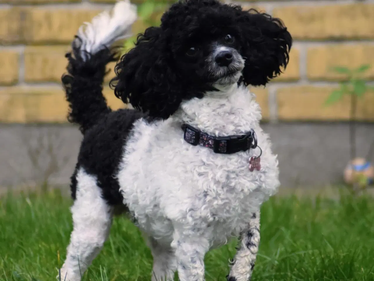 Billede 3 - To fantastiske hund søger hjem sammen