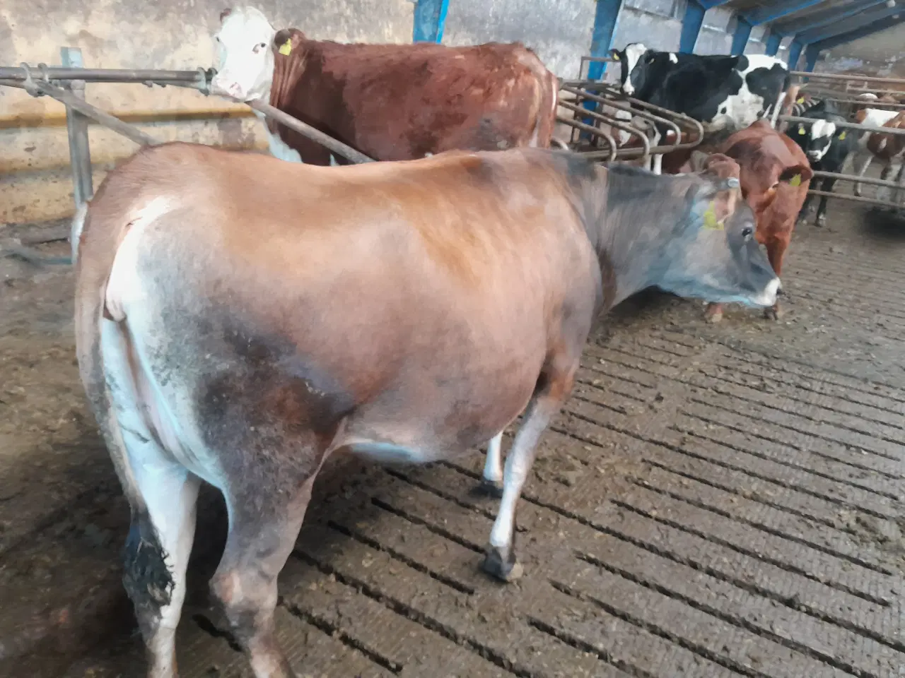 Billede 3 - Kælveko