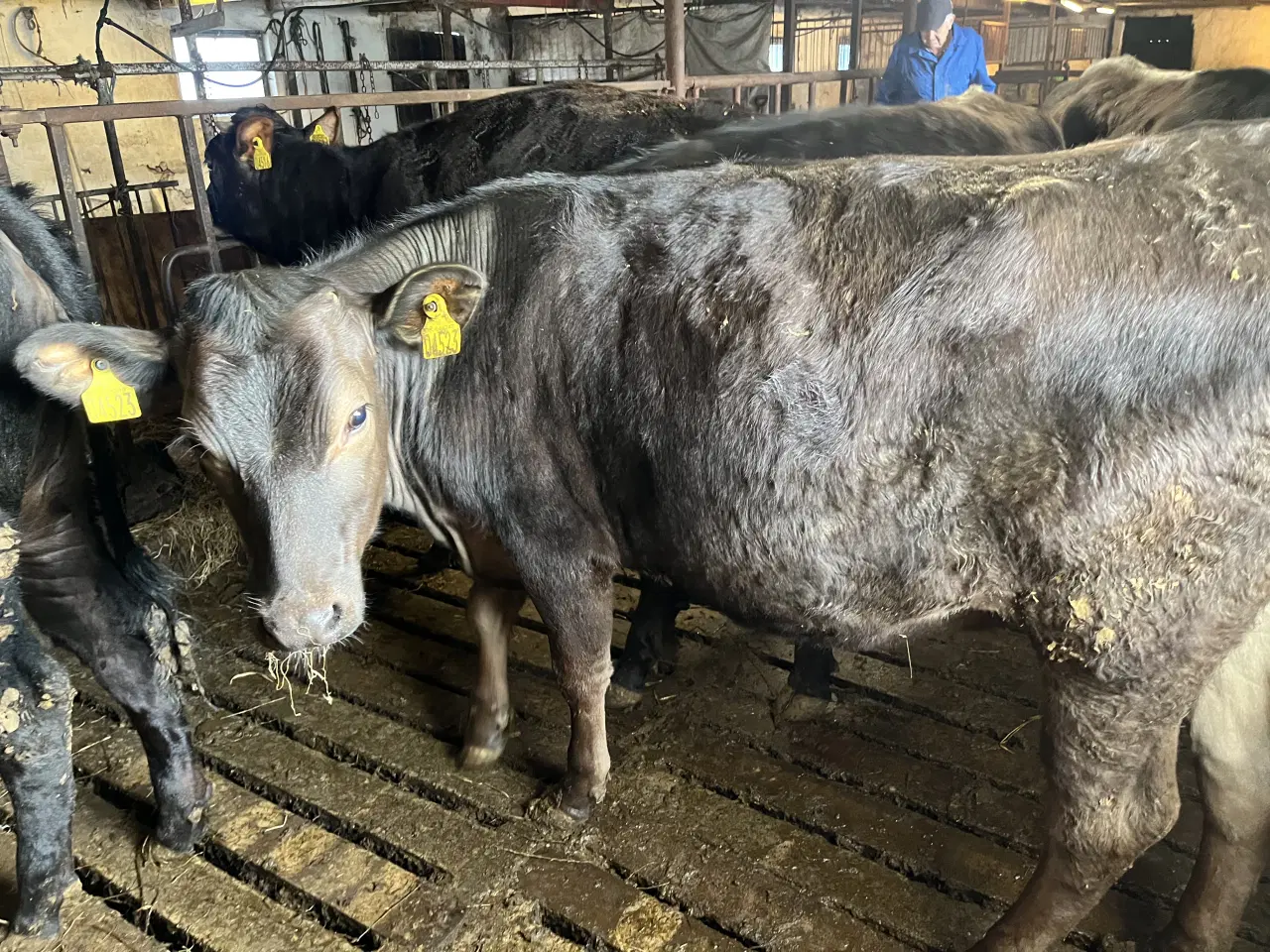 Billede 6 - Krydsnings kvier