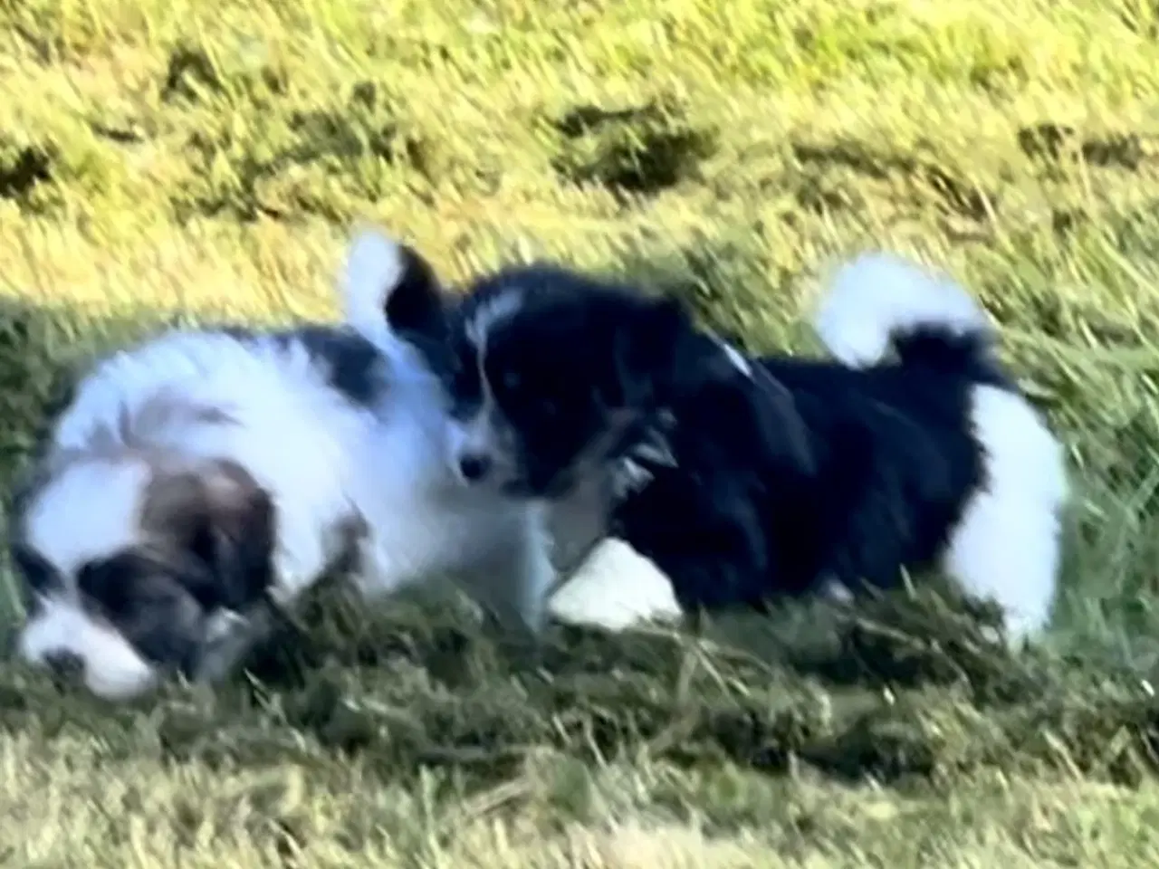Billede 11 - Allergivenlig Shih Tzu / Bichon Havanais