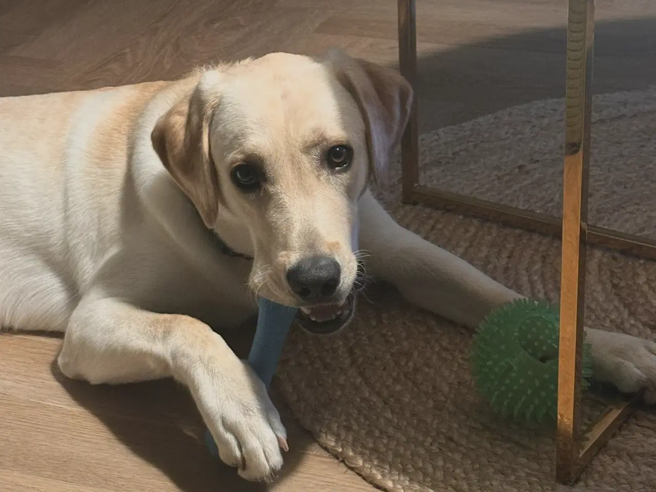 Billede 4 - Gul labrador hanhund