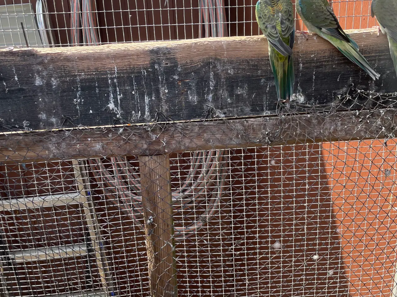 Billede 2 - Sangparakitter