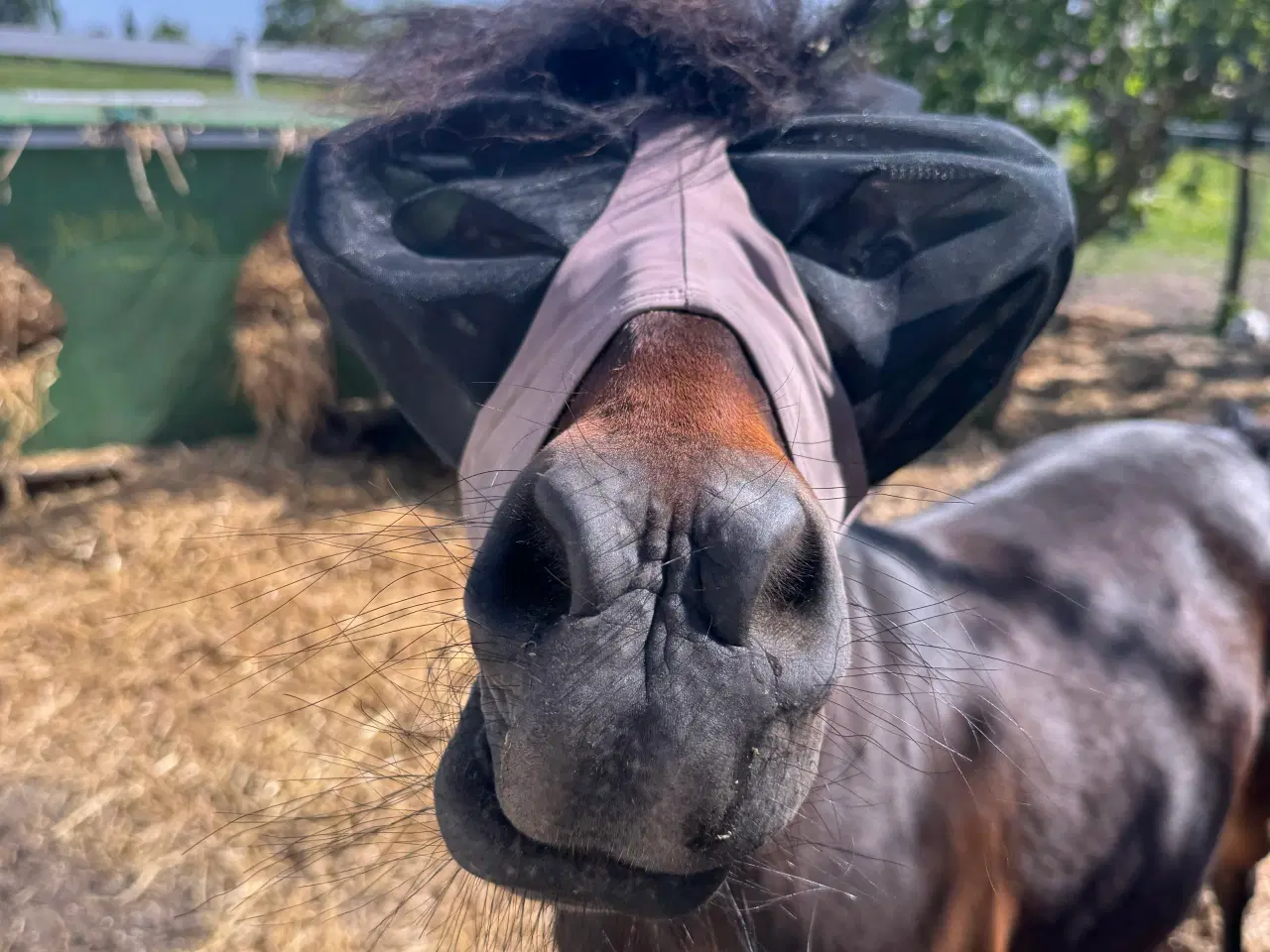 Billede 3 - Sødeste miniature pony sælges
