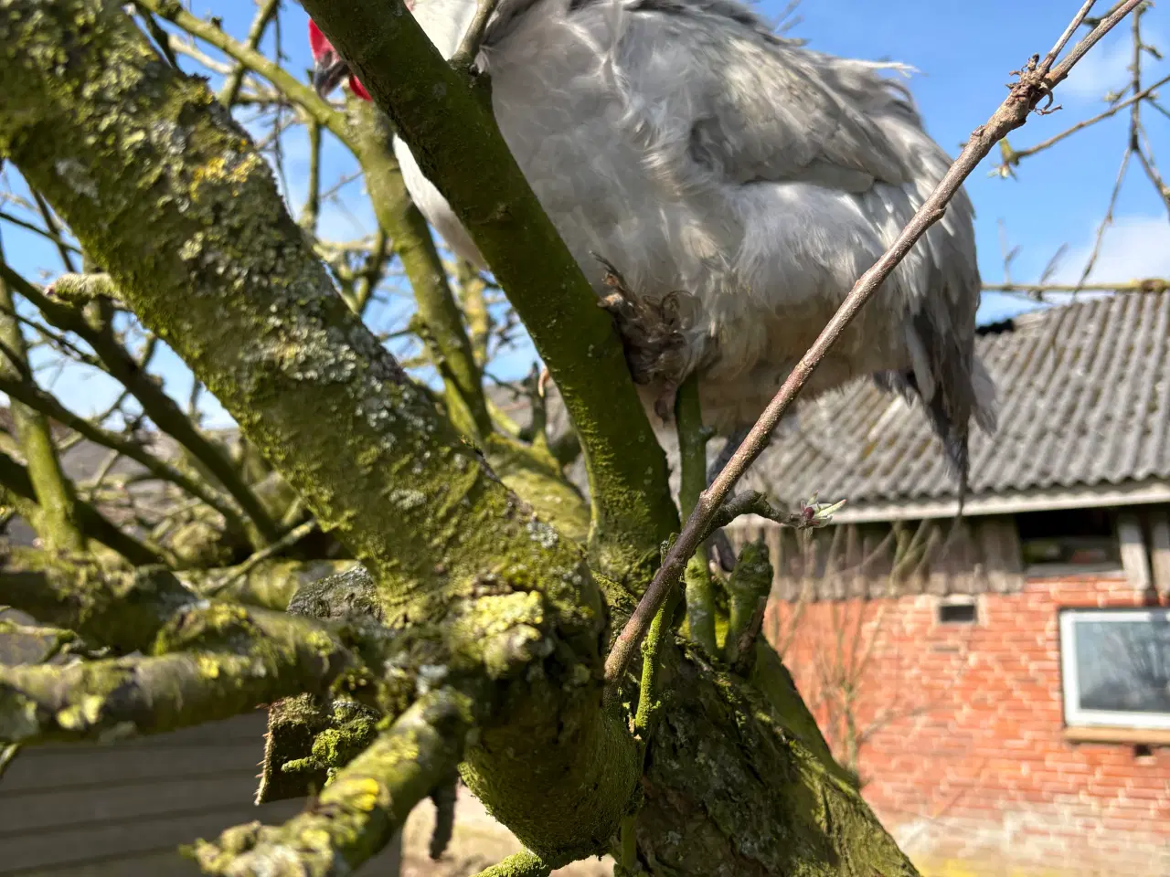 Billede 1 - Perlegrå maran hane 