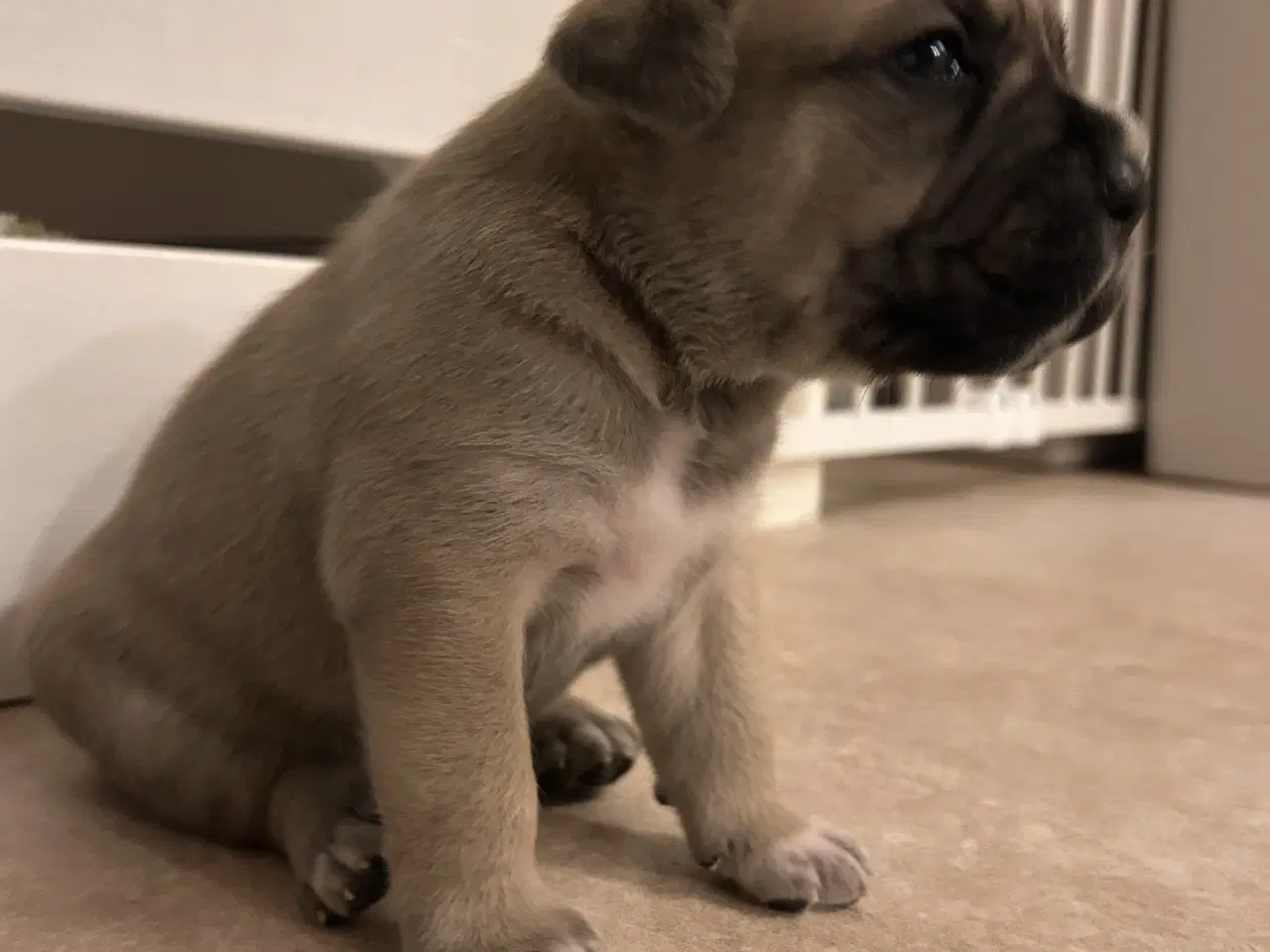 Billede 8 - Store, smukke og robuste Boxer/Mastiff hvalpe