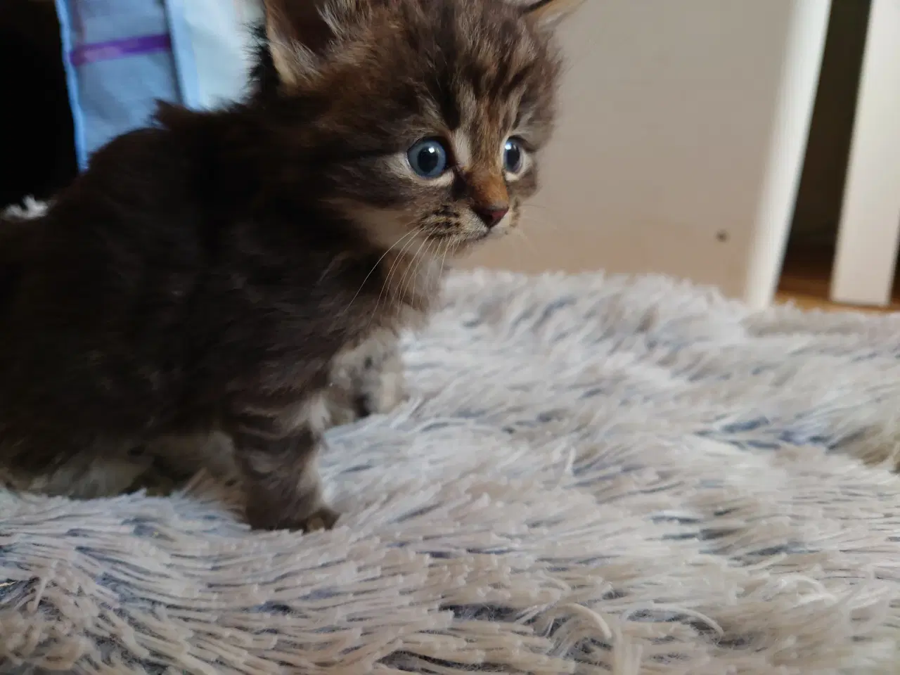 Billede 12 - Maine coon killing Far med tavle