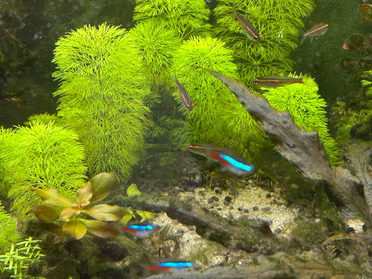 Billede 7 - 🐟 Neonfisk sælges – god stimepris | Viby J