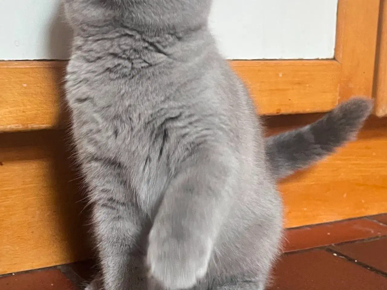 Billede 4 - British Shorthair 