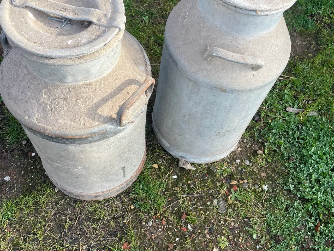 Billede 2 - Mælkejunger 