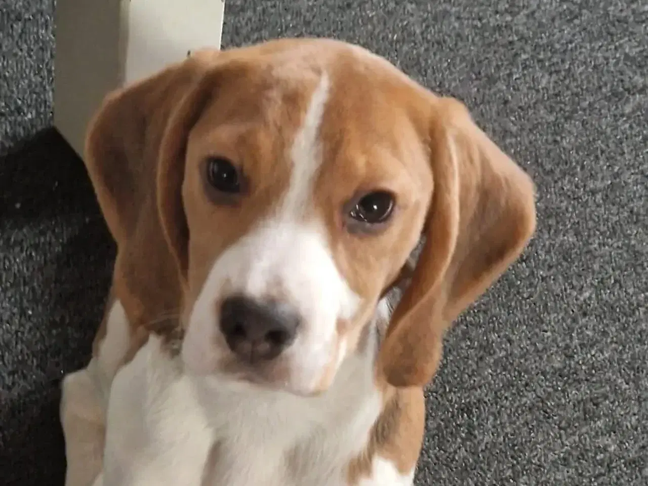 Billede 1 - Tricolor Beagle , passport , vaccins , chip 