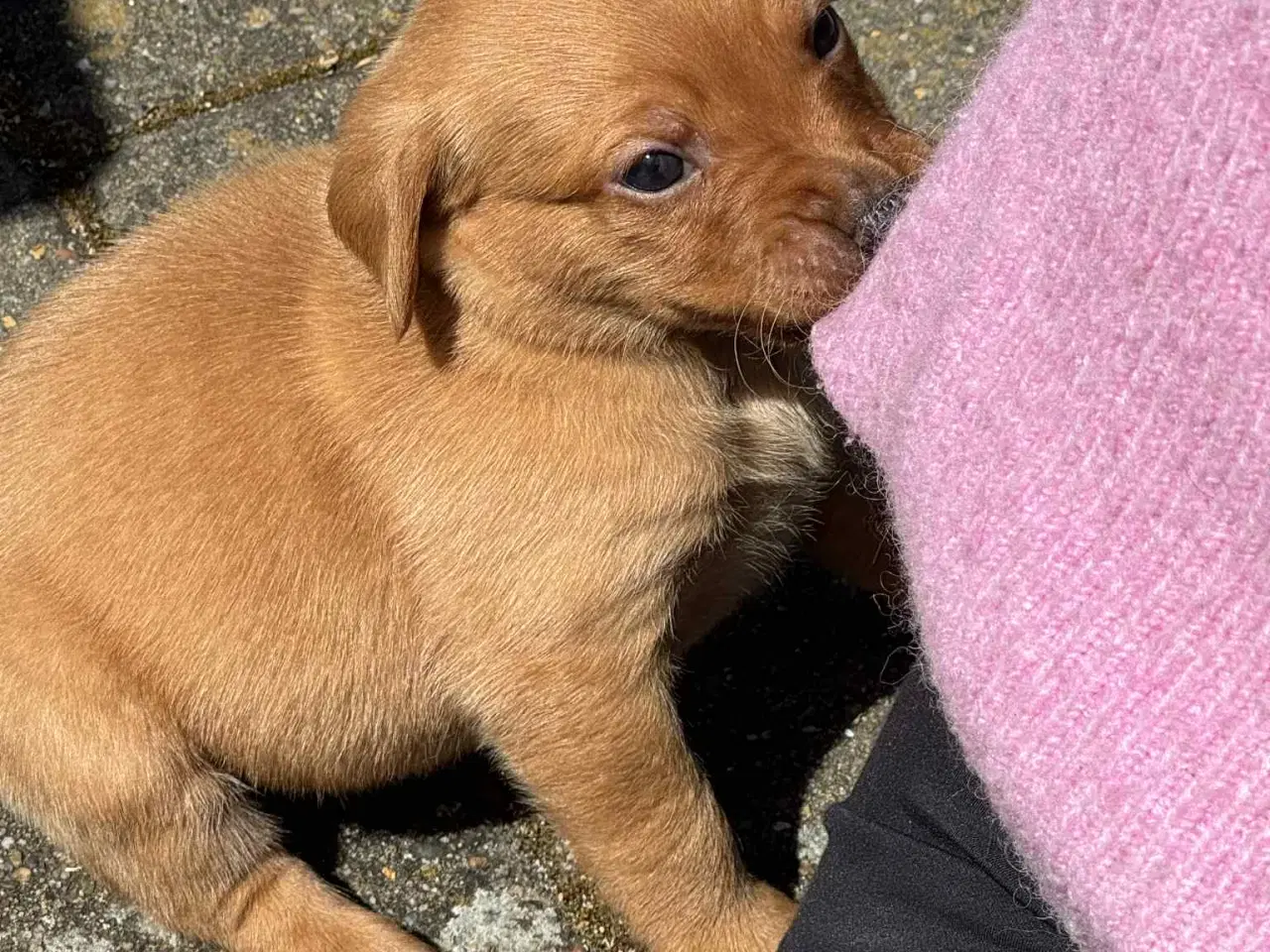 Billede 3 - Labrador retriever hvalpe med stamtavle.