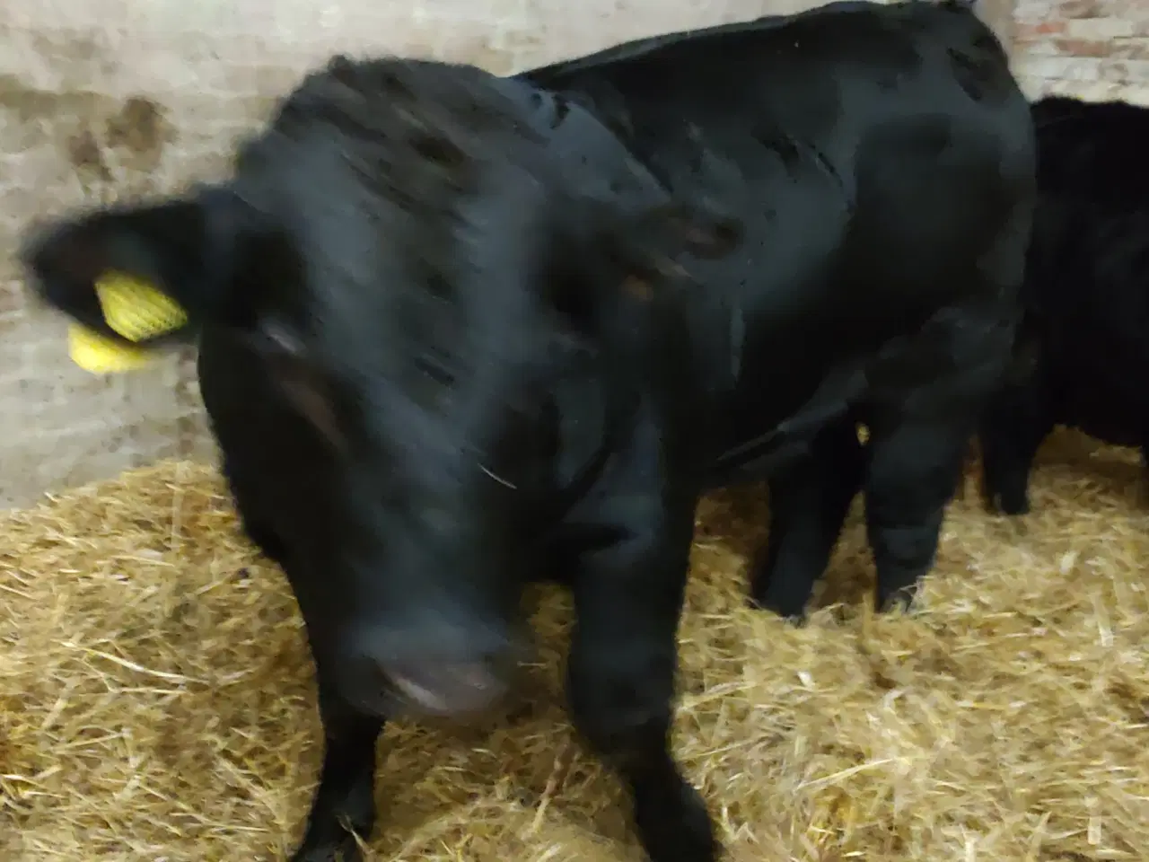 Billede 4 - Kødkvægskalve