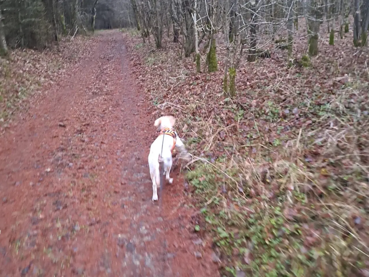 Billede 2 - Labrador 