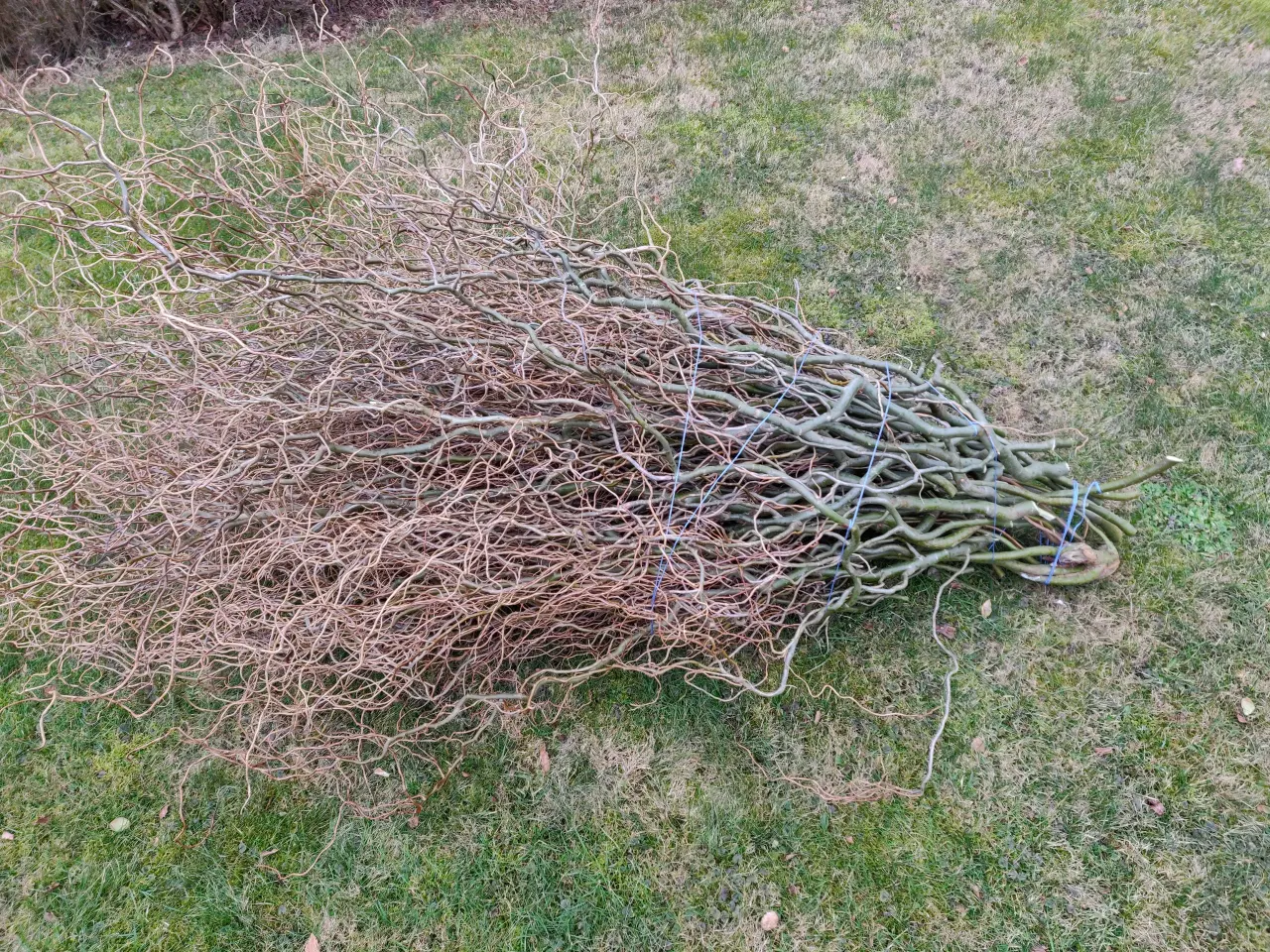 Billede 1 - Troldpil grene - bundt