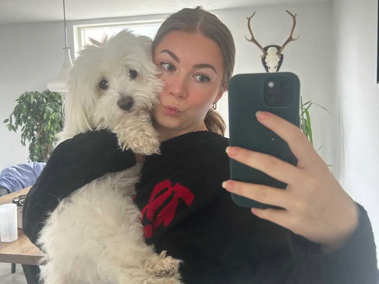 Billede 15 - Coton poo hvalpe