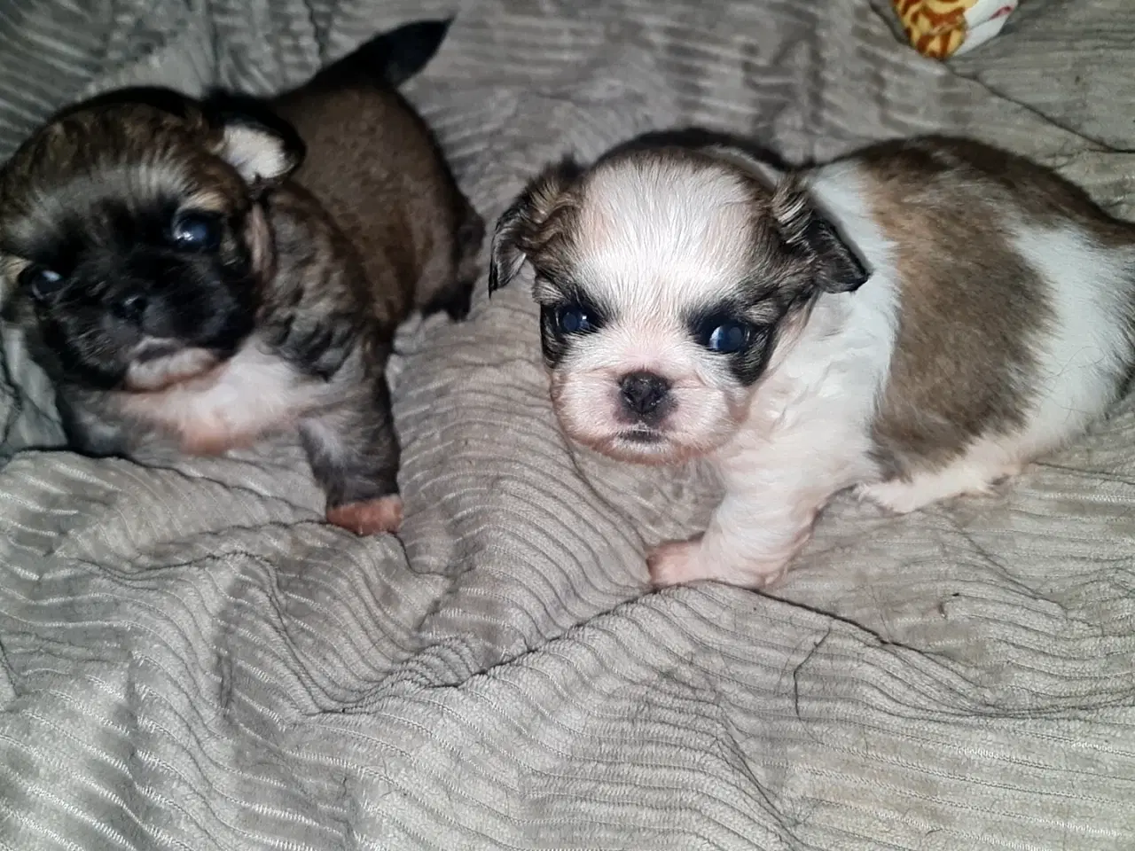Billede 1 - To Pekingeser drenge tilbage