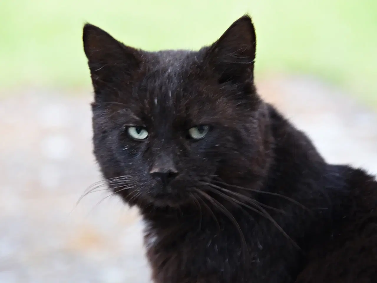 Billede 11 - British Bombay male cat