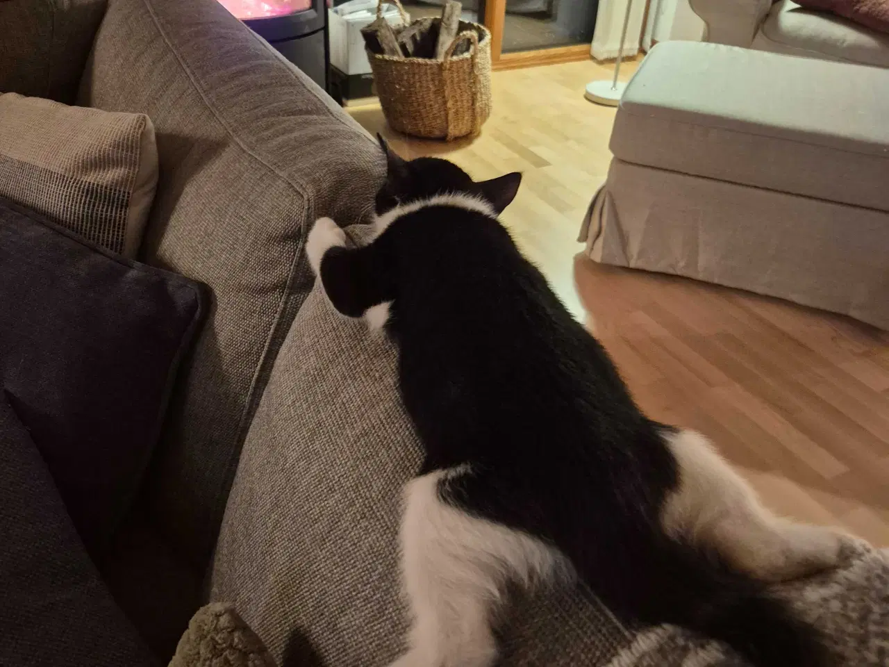 Billede 2 - Kattekilling, hun, 12 uge, sort/hvid