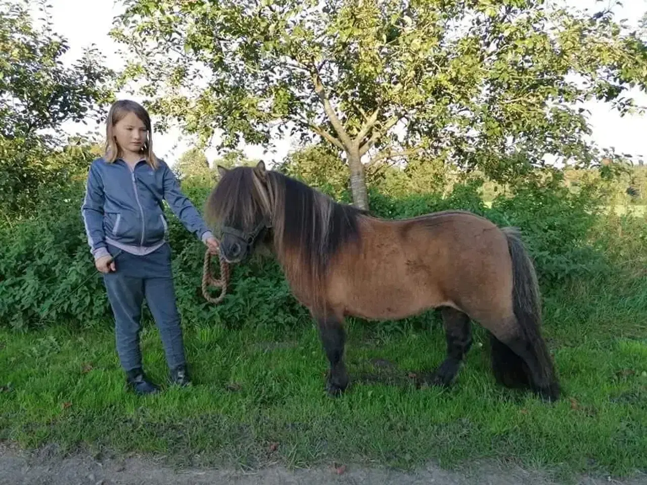 Billede 3 - Kåret Shetlandspony Avlshingst. 